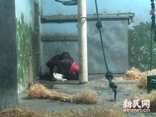 上海動物園杭州猩娘與上海猩郎合籠 正在培養感情