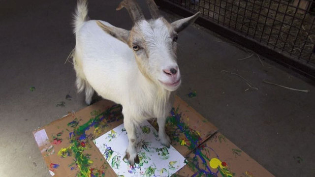 美奧克蘭動物園拍賣動物畫作 “畫家”包括大象和蟑螂