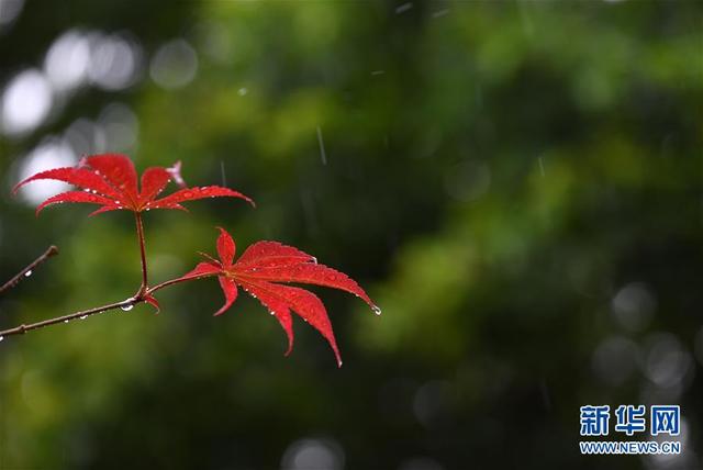 江蘇淮安：一場秋雨一場寒