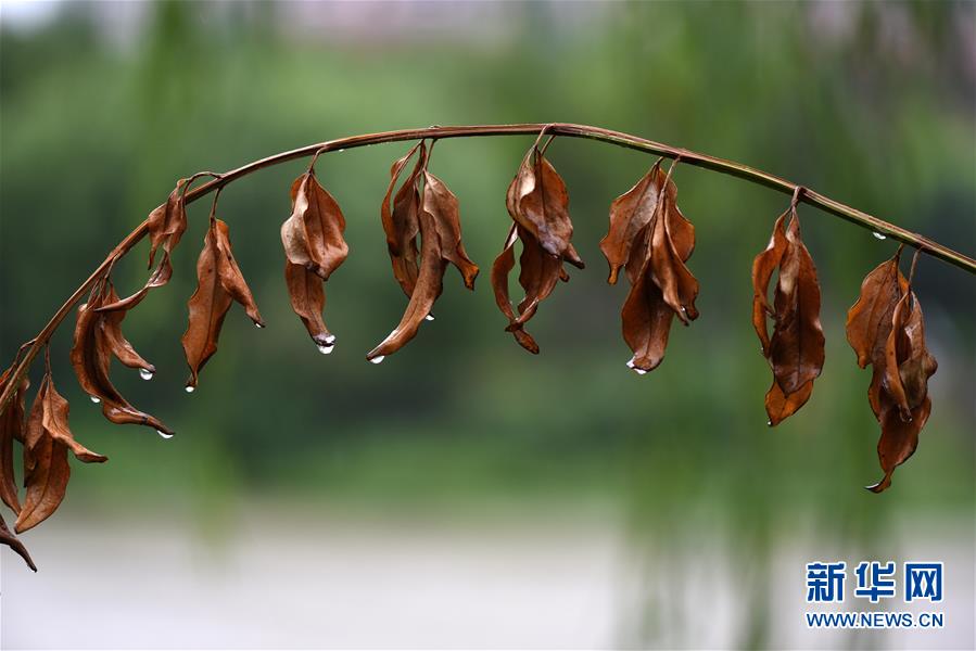 江蘇淮安：一場秋雨一場寒