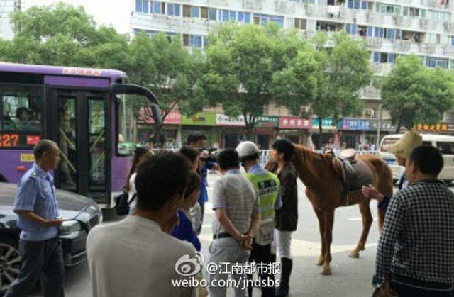 寶馬車和真馬相撞 車主被判負全責