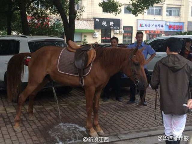 寶馬車和真馬相撞 車主被判負全責