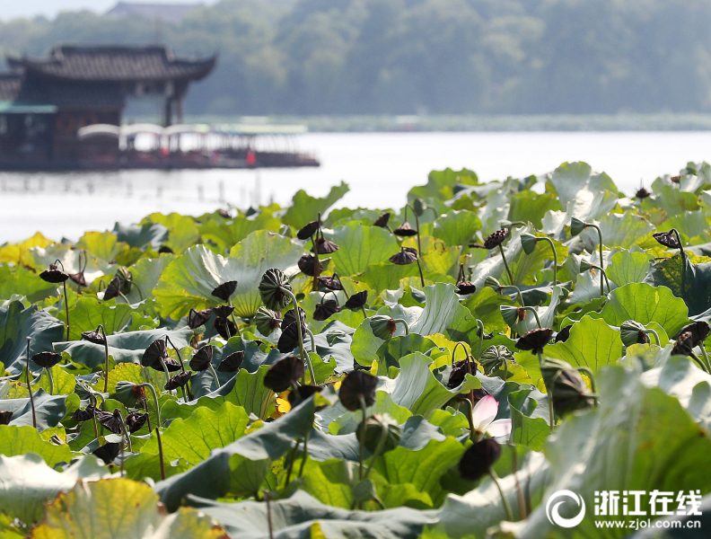 杭州：西湖蓮蓬顯秋意