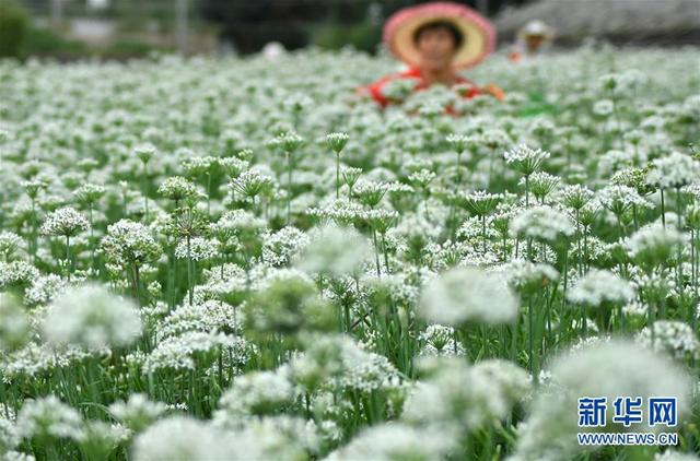 山東沂源：秋日韭花香