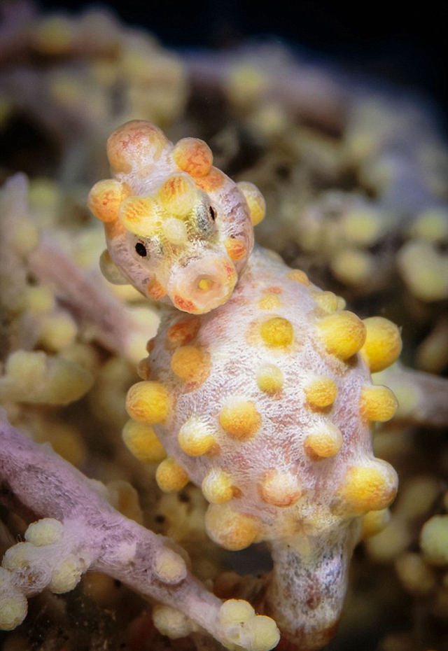 海底萬花筒：探秘色彩斑斕的深海生物