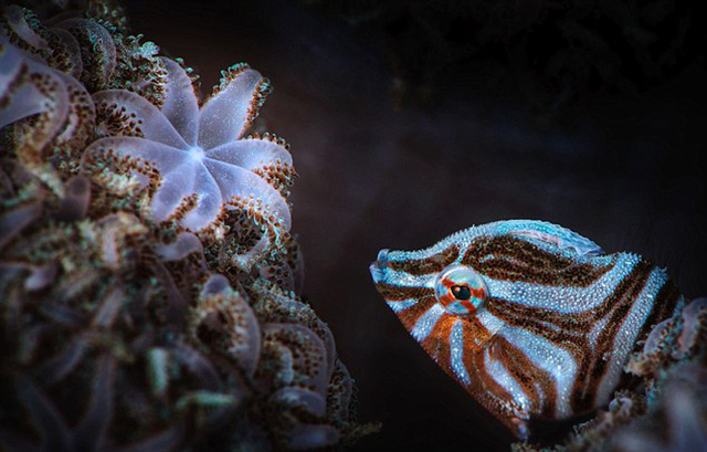 海底萬花筒：探秘色彩斑斕的深海生物