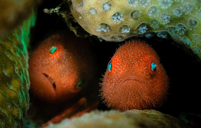 海底萬花筒：探秘色彩斑斕的深海生物