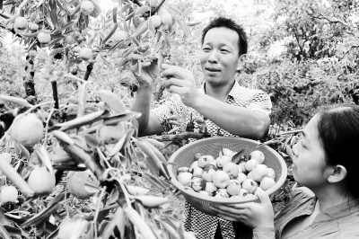 （三農）江蘇南京高淳區椏溪鎮橋李村種植大棗效益高