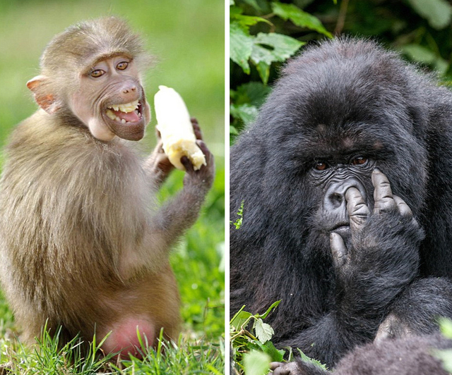 奇趣野生動物攝影獎入圍作品曝光 狐猴跳舞松鼠練功夫