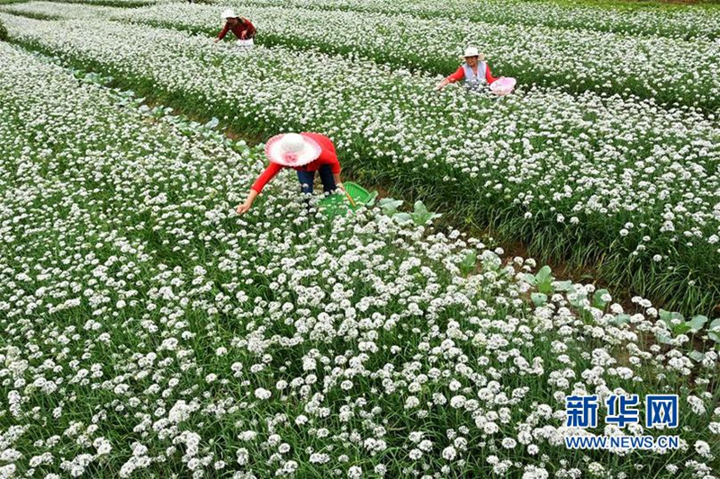 山東淄博市沂源縣：秋日韭花香 農民忙採摘_fororder_2_副本