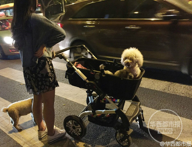 年輕女子推嬰兒車遛狗引圍觀