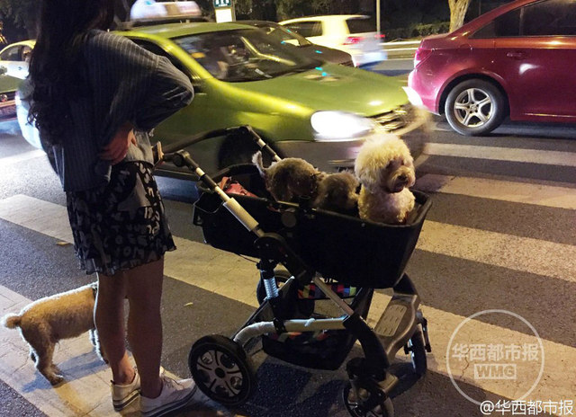 年輕女子推嬰兒車遛狗引圍觀