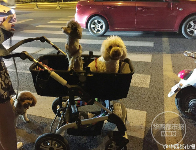 年輕女子推嬰兒車遛狗引圍觀