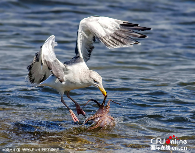 美濕地公園章魚反擊海鷗難逃噩運終被捕食