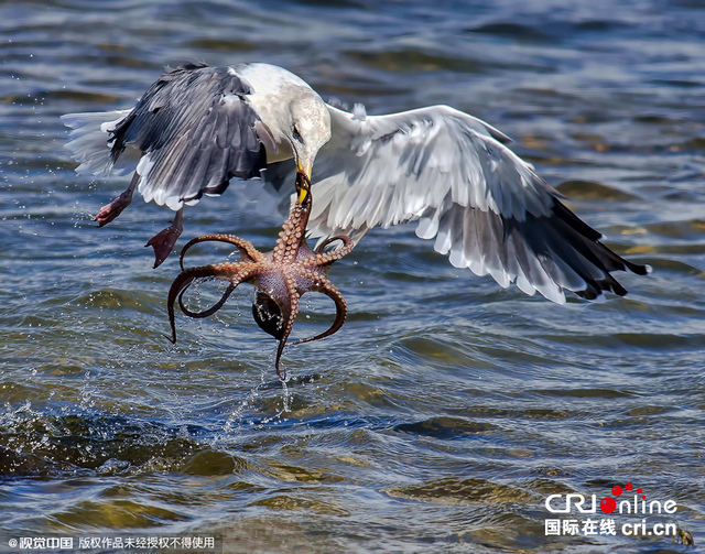 美濕地公園章魚反擊海鷗難逃噩運終被捕食