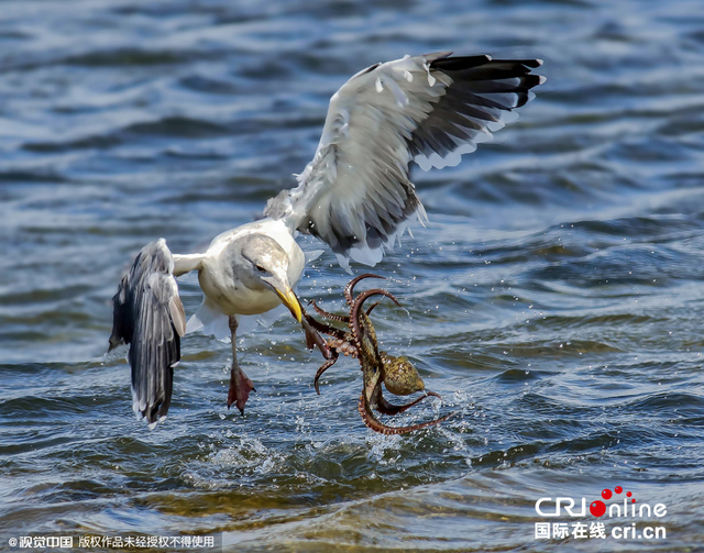 美濕地公園章魚反擊海鷗難逃噩運終被捕食