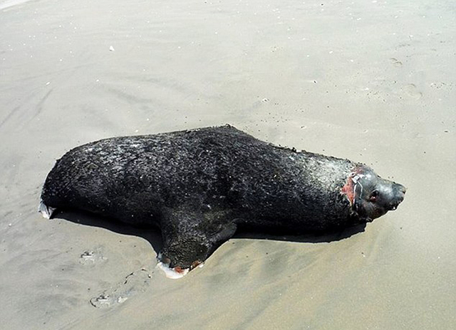 墨西哥海灘數十隻海豚海龜擱淺死亡 或因海水污染