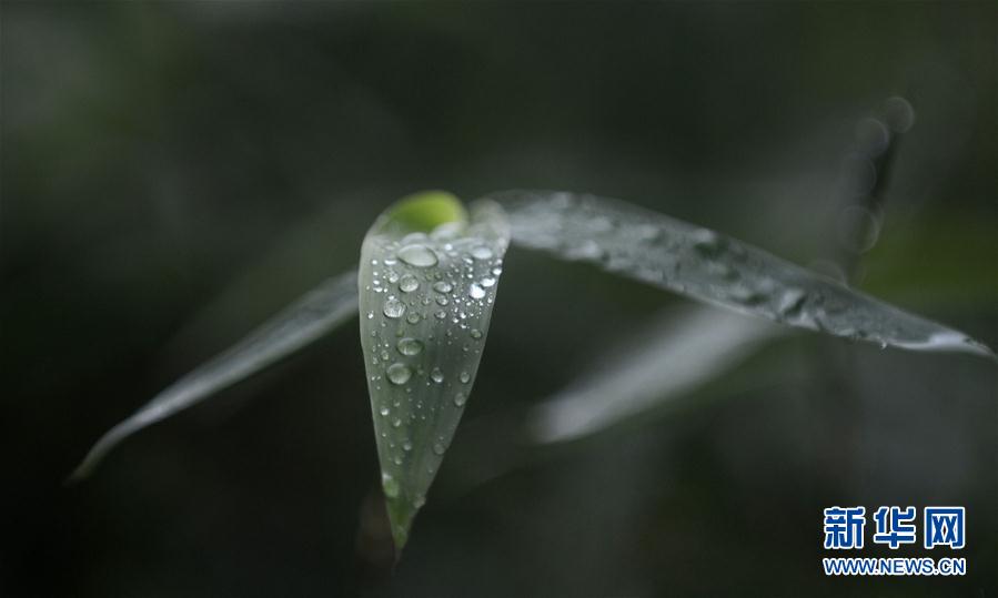 江蘇揚州：“白露”知秋