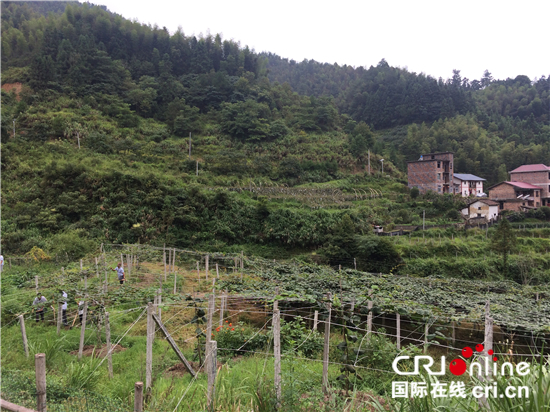 圖片默認標題_fororder_遠望獼猴桃種植基地_副本_副本