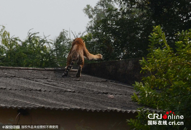 印度一校園驚現老虎 房頂悠閒散步