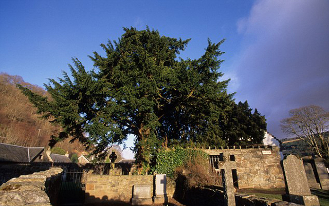 英國5000年古樹突然“變性” 長出雌樹果實