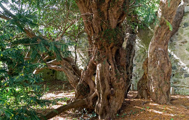 英國5000年古樹突然“變性” 長出雌樹果實