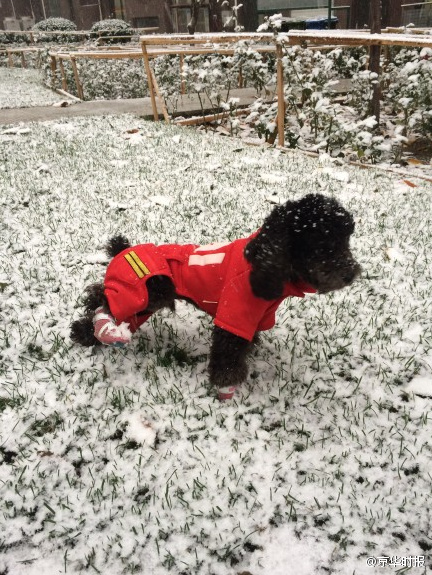 北京發佈暴雪藍色預警信號 連續降雪4天