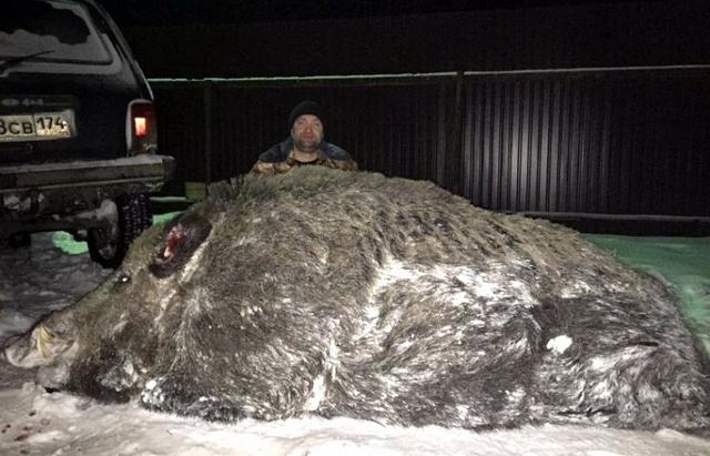 俄羅斯獵人打死超半噸重巨型野豬