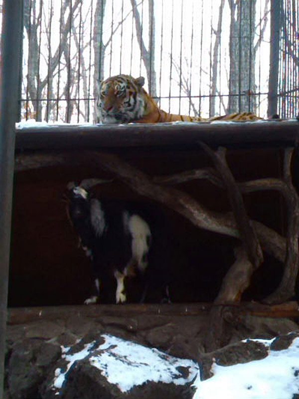 俄動物園勇敢山羊與老虎成親密好友 同吃同住