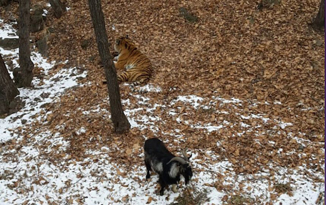 俄動物園勇敢山羊與老虎成親密好友 同吃同住