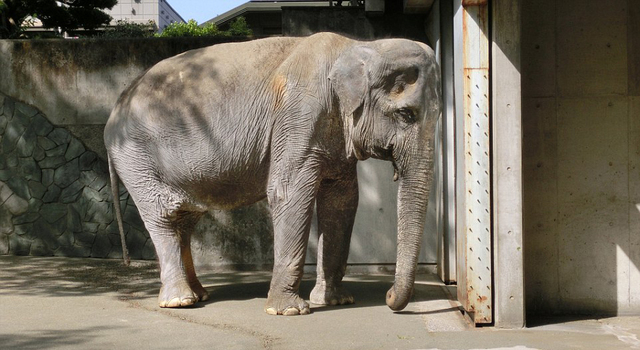 世界上最孤獨的大象：日本動物園中獨居66年