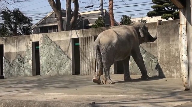 世界上最孤獨的大象：日本動物園中獨居66年