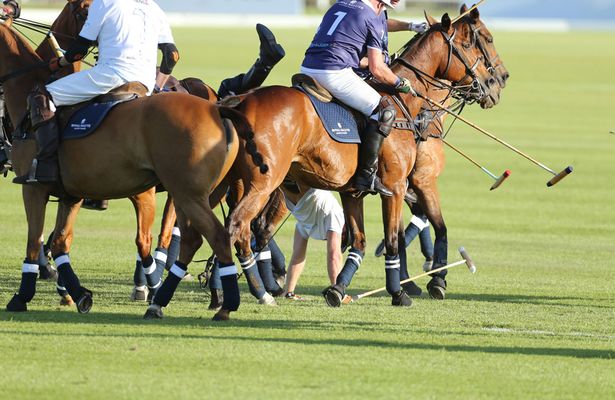 哈裏王子參加慈善馬球賽從馬上摔下