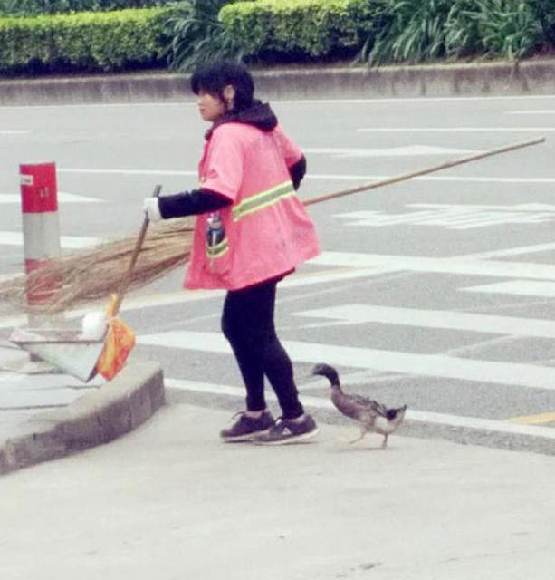 東莞一環衛工人每天帶著鴨子掃大街 萌翻了