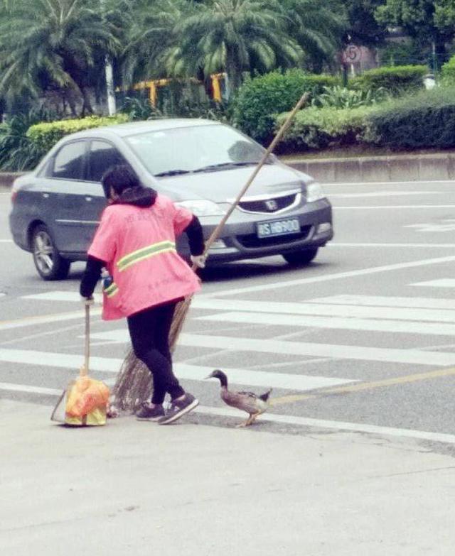 東莞一環衛工人每天帶著鴨子掃大街 萌翻了