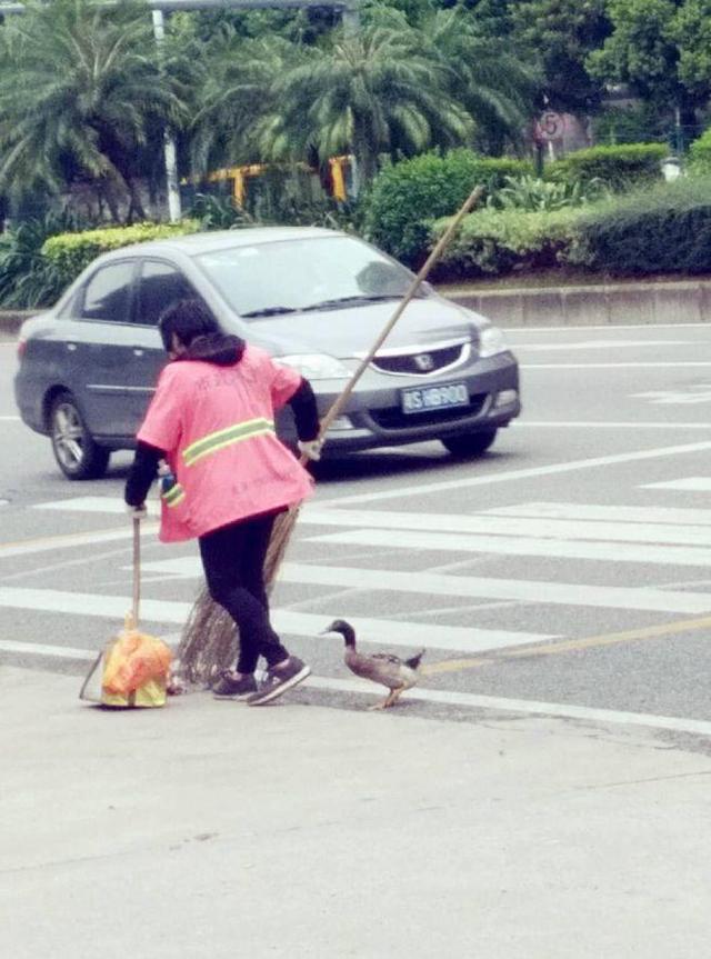 東莞一環衛工人每天帶著鴨子掃大街 萌翻了