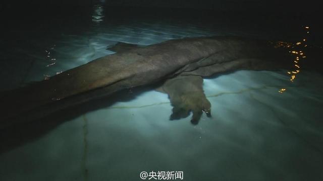 重慶發現一野生娃娃魚重達104斤 年齡或超200歲