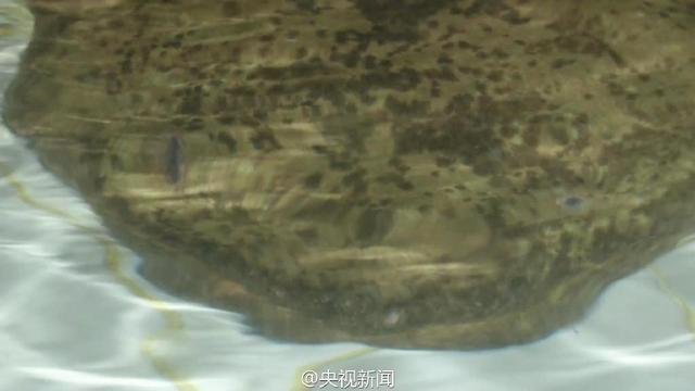 重慶發現一野生娃娃魚重達104斤 年齡或超200歲