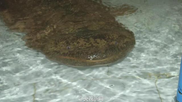 重慶發現一野生娃娃魚重達104斤 年齡或超200歲