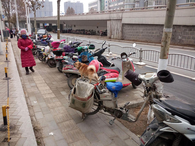 鄭州一男子隨身帶愛犬送快遞 小狗幫忙看車