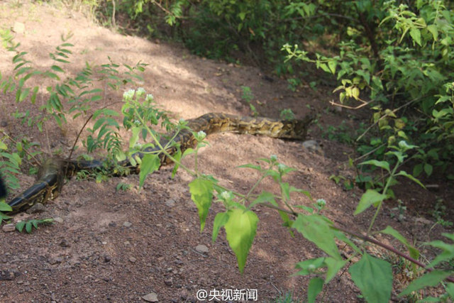 雲南修路現百歲巨蟒 民警救助放歸自然