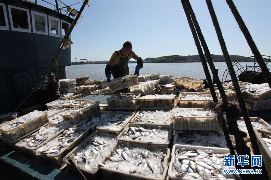 山東威海：秋捕歸航魚滿艙