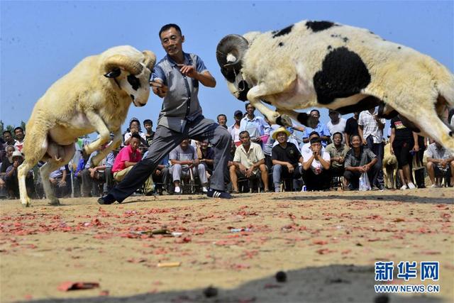 山東聊城：鬥羊大賽樂鄉鄰