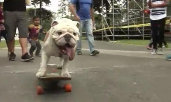 4歲鬥牛犬騎滑板過30人胯下創紀錄 欲再創佳績