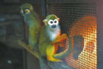 企鵝猩猩也烤火 成都動物園啟動保溫模式