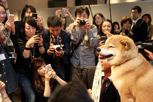 日本超萌柴犬全球數百萬粉絲 表情豐富傲嬌(圖)