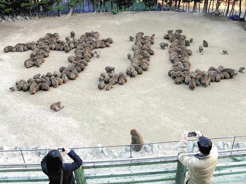 壯觀又罕見：日本猴子大擺隊形喜迎猴年(圖)