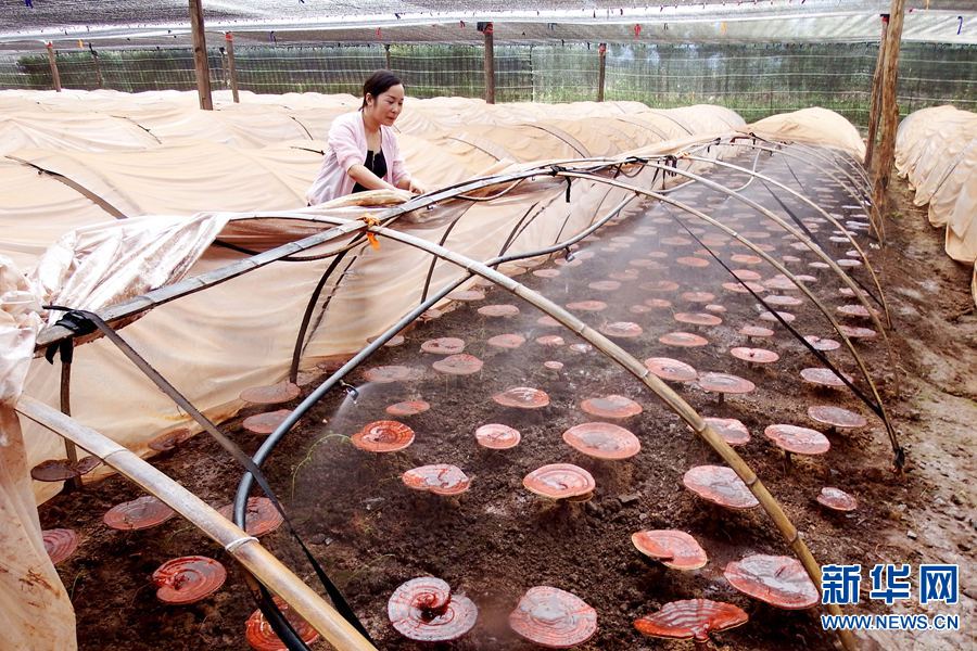 【國際看河南 輪播圖】河南欒川：村民種植靈芝 走上脫貧路