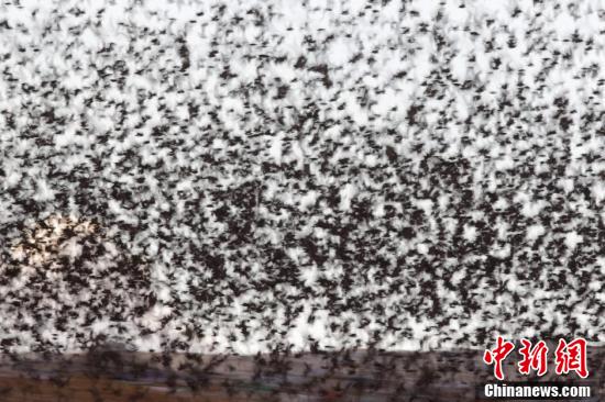 以色列大量椋鳥遷移 遮天蔽日景象壯觀