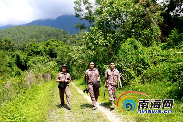 還未審核【瓊島先鋒圖文列表】【即時快訊】五指山的“大山守護者”